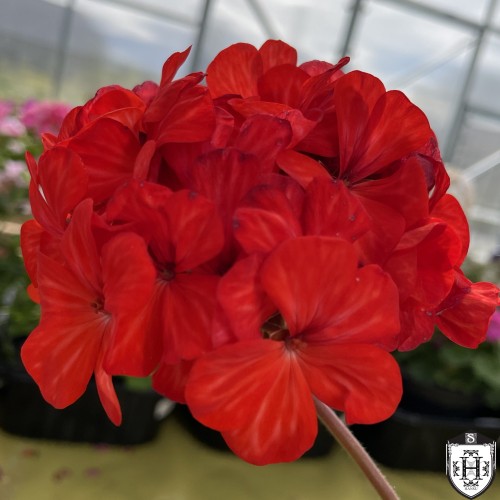 Pelargonium 'Mere Casino' - Pelargoon 'Mere Casino'